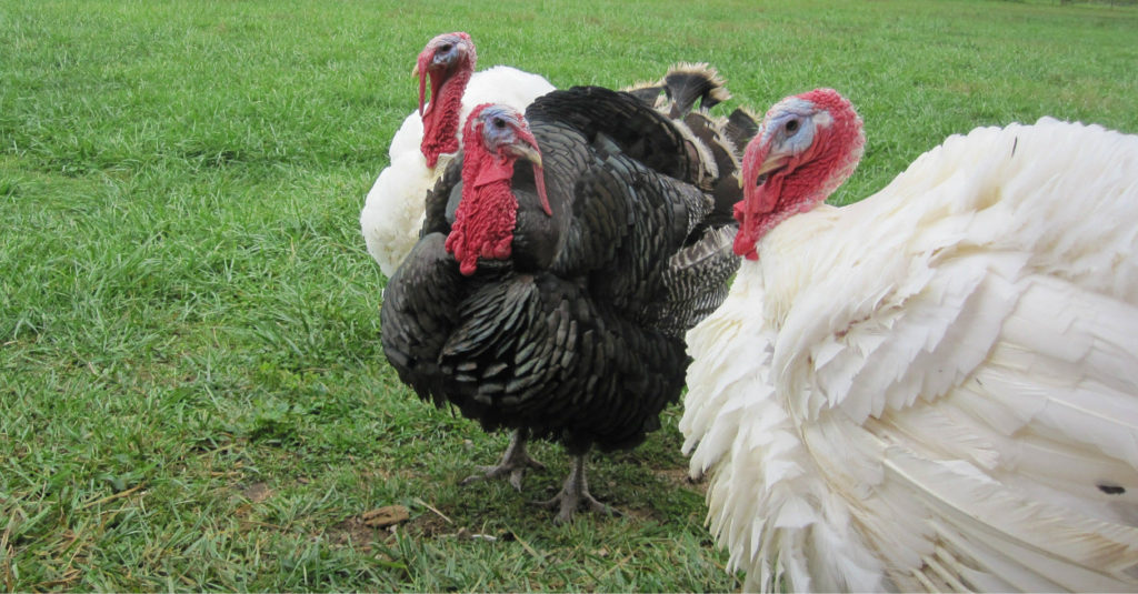Ordering Hanrox Free Range Turkeys