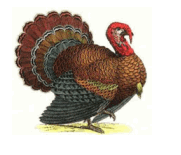 Hanrox Free Range Turkeys